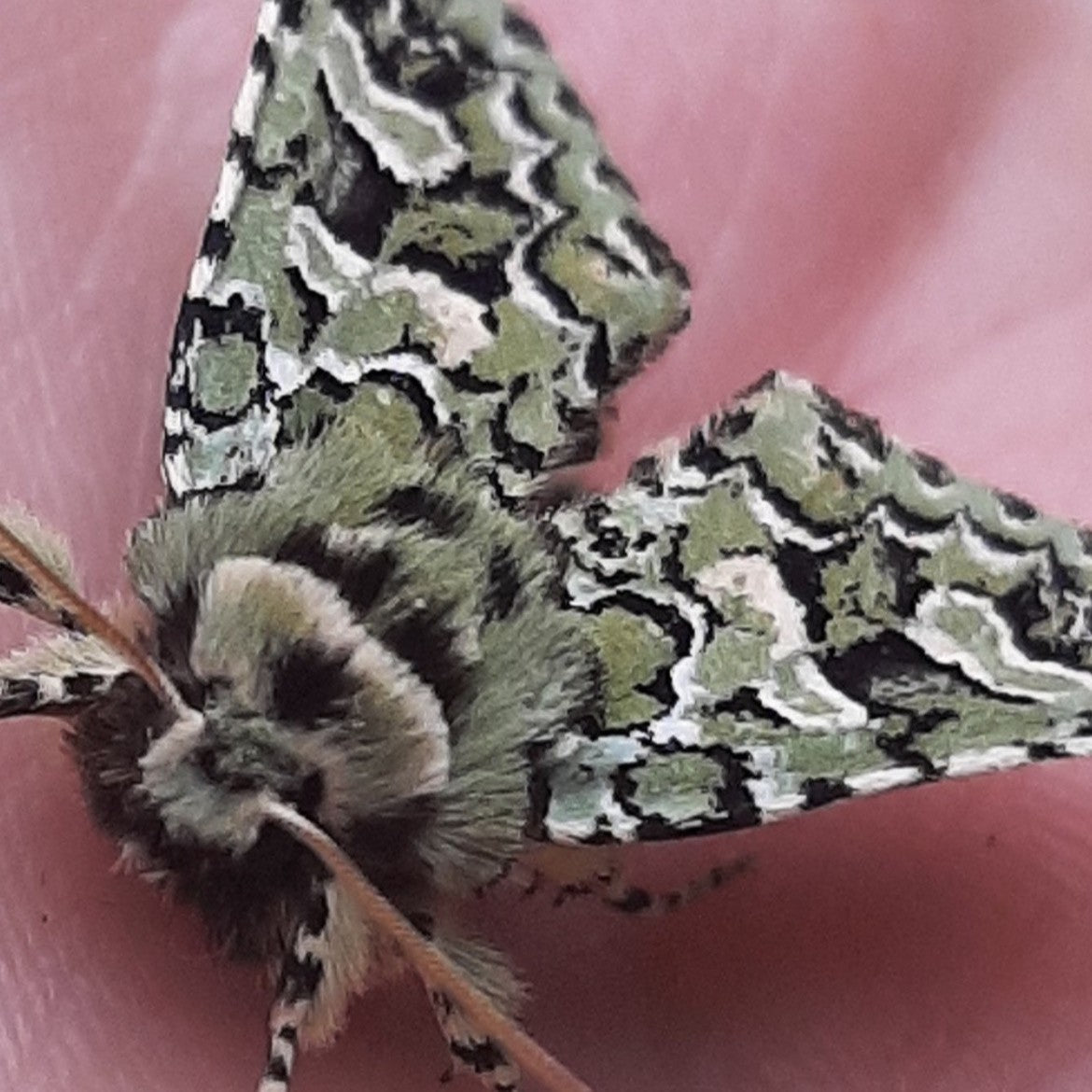 MOTHCAM